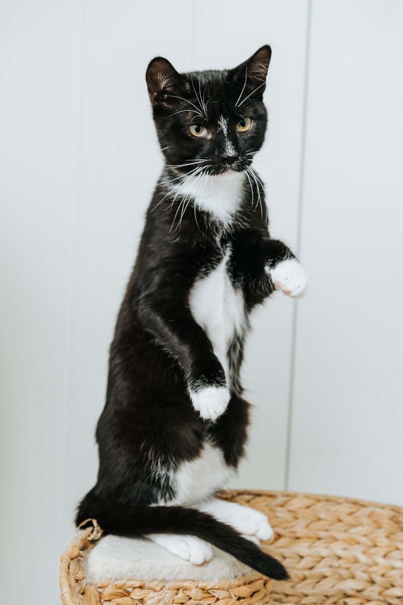 Я еще и "зайку" умею показать...