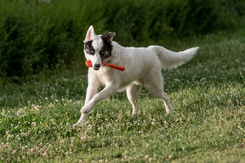 Лайка якутская