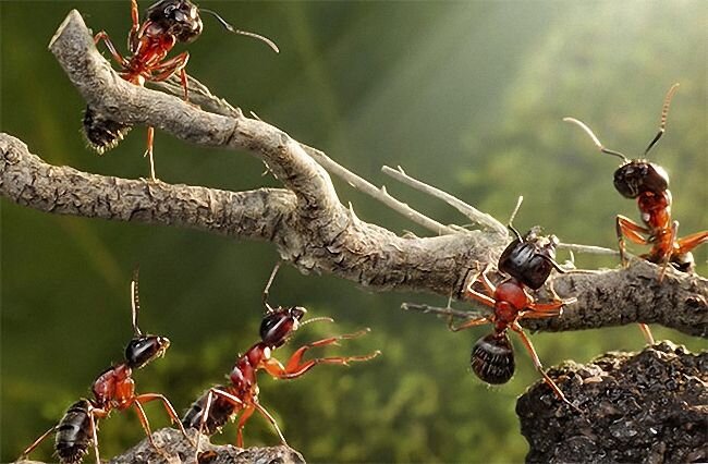 Причины появления муравьев на даче