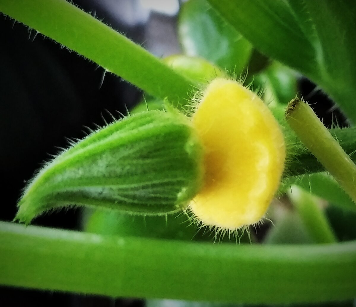 #огород #огород_на_балконе #дача #удобряю 