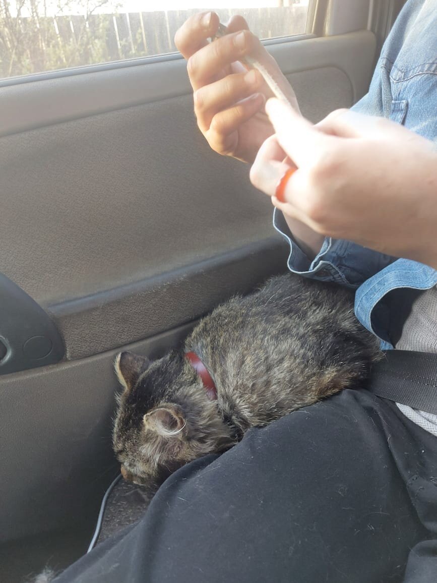 Лобастик едет домой