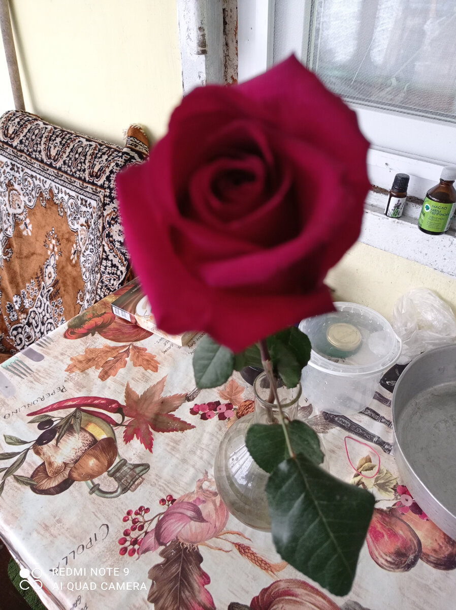 Розы на даче