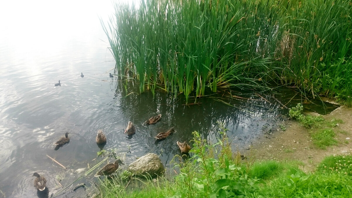 У границы парка, почти на городской улице всегда сидят утки.
