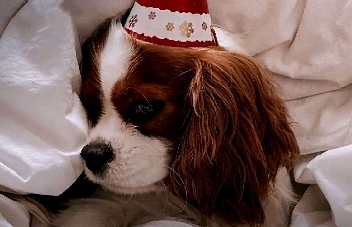 Королевский спаниель Бродский - любимец всех детей во дворе.