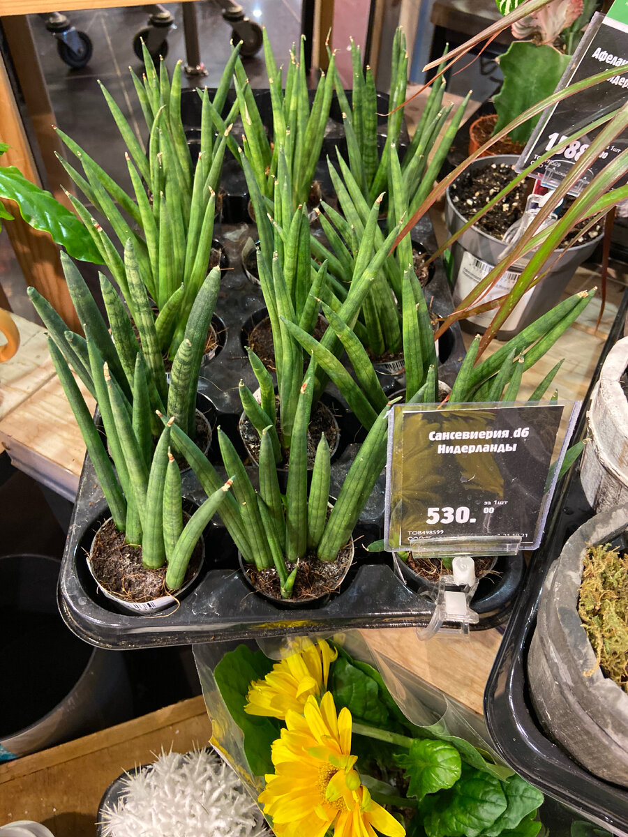 Их я так и не купила, не понимала что из этого вырастет. 