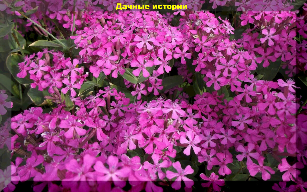 https://vk.com/photo-159774511_457257515. Смолевка Шафта