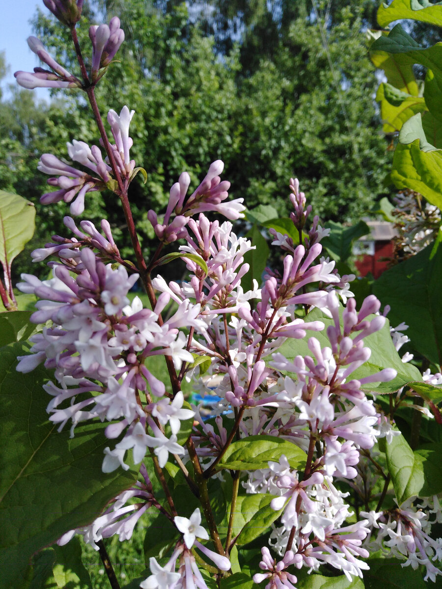 Цветет сирень венгерская светло-сиреневыми удлиненными цветочками с четырьмя лепестками.
