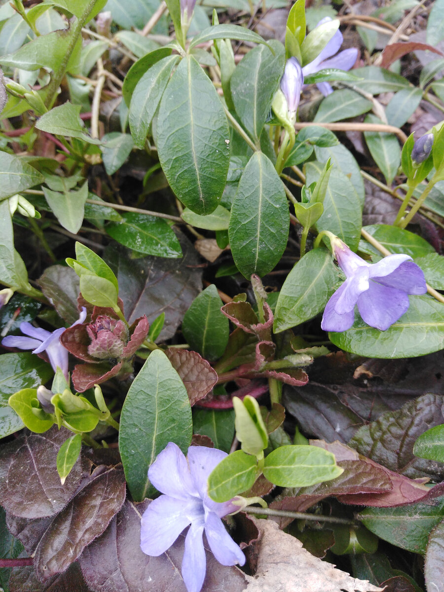 Барвинок малый