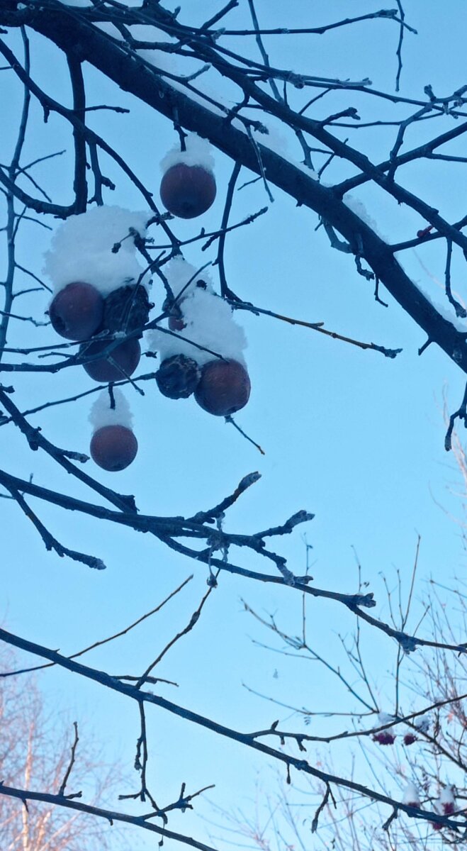 Яблоки осенние в снегу
