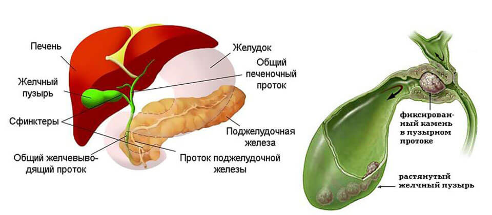 Камни в протоке печени. Печень желчевыводящие пути желчный пузырь. Строение желудка желчного пузыря и печени. Анатомия печень желчный пузырь протоки. Анатомия печени и желчевыводящих путей и желчного пузыря.