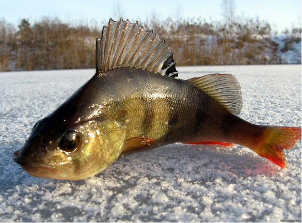 Первый окунь!