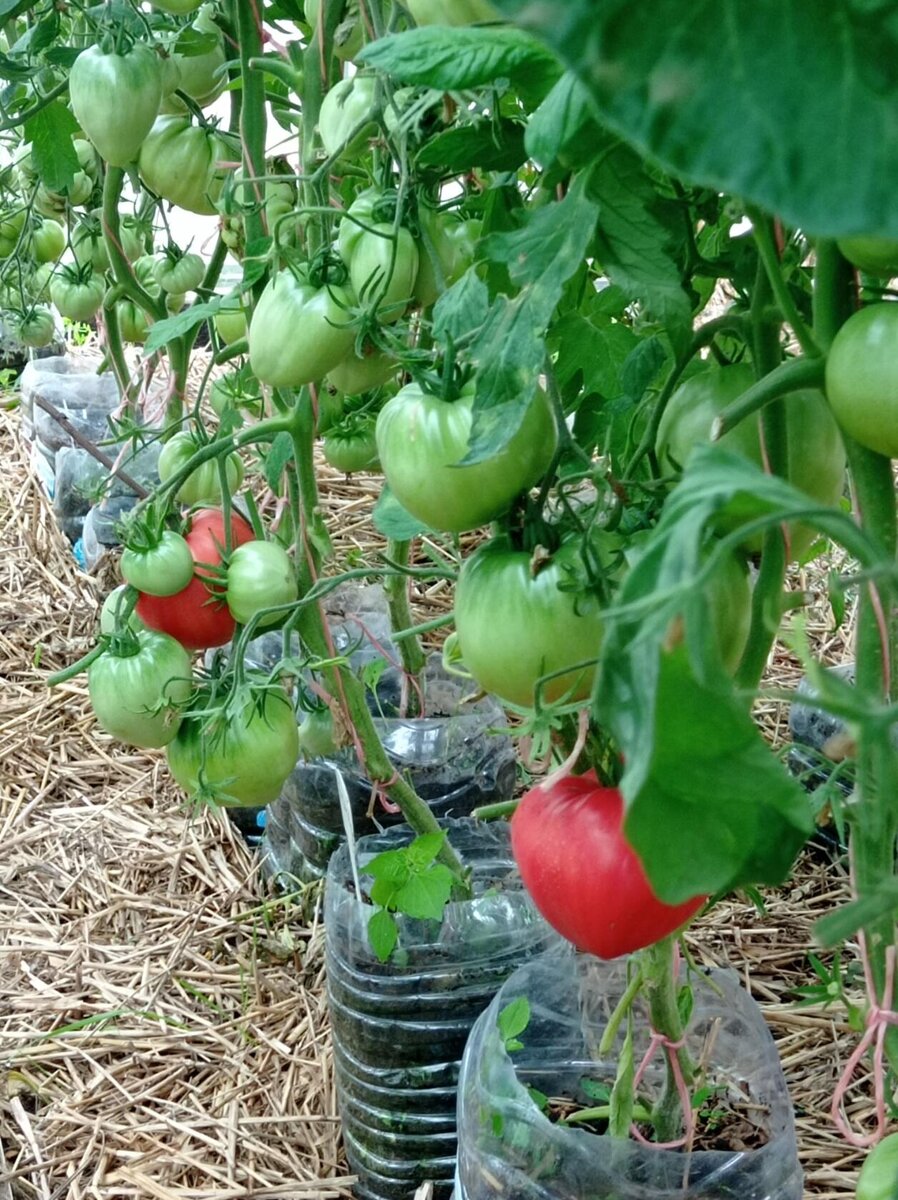 Сорт Батяня. 14 июня.