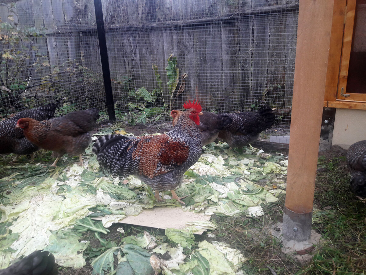 Капустные листья