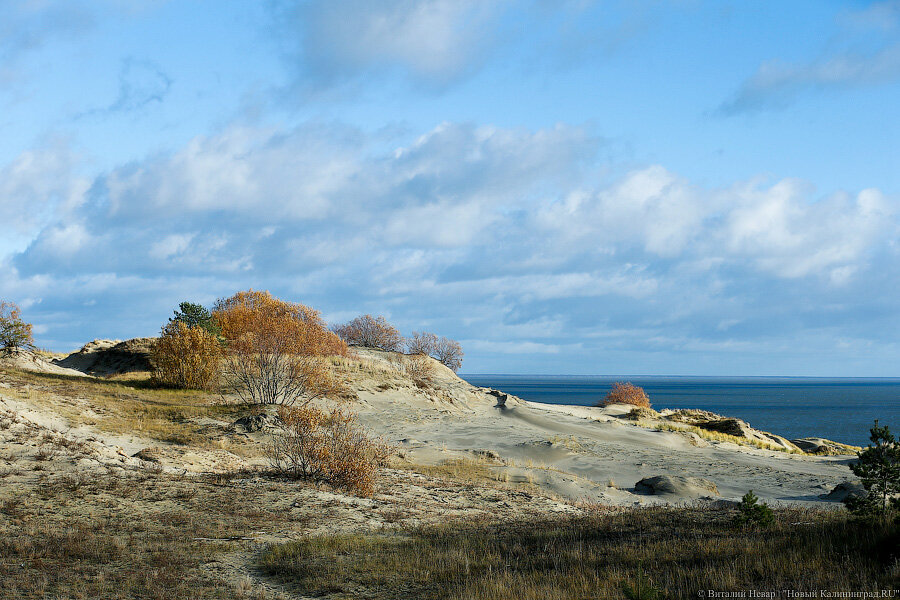 Фото: Виталий Невар / Новый Калининград