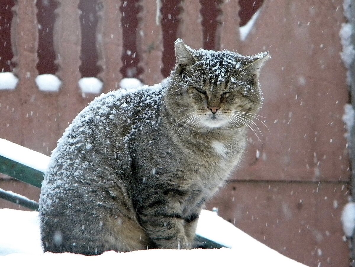 Фото-собственность канала