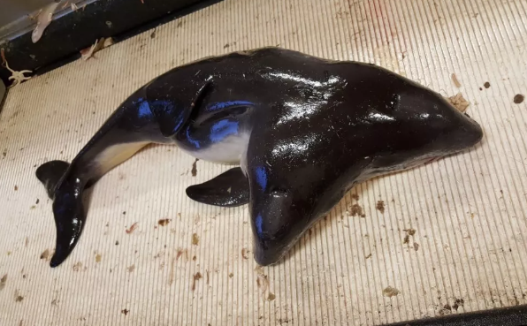 Эти двухголовые сросшиеся морские свиньи были подняты из Северного моря. (Фотография: Erwin Kompanje) 