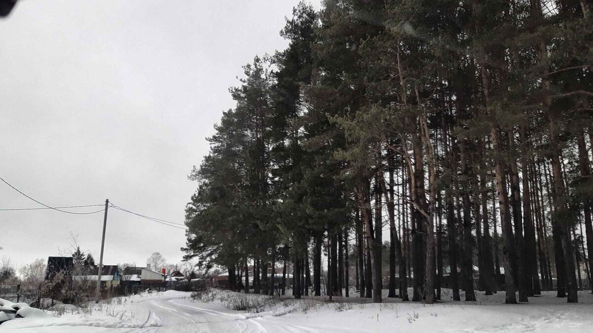 Сосновый бор Измайловский зимой