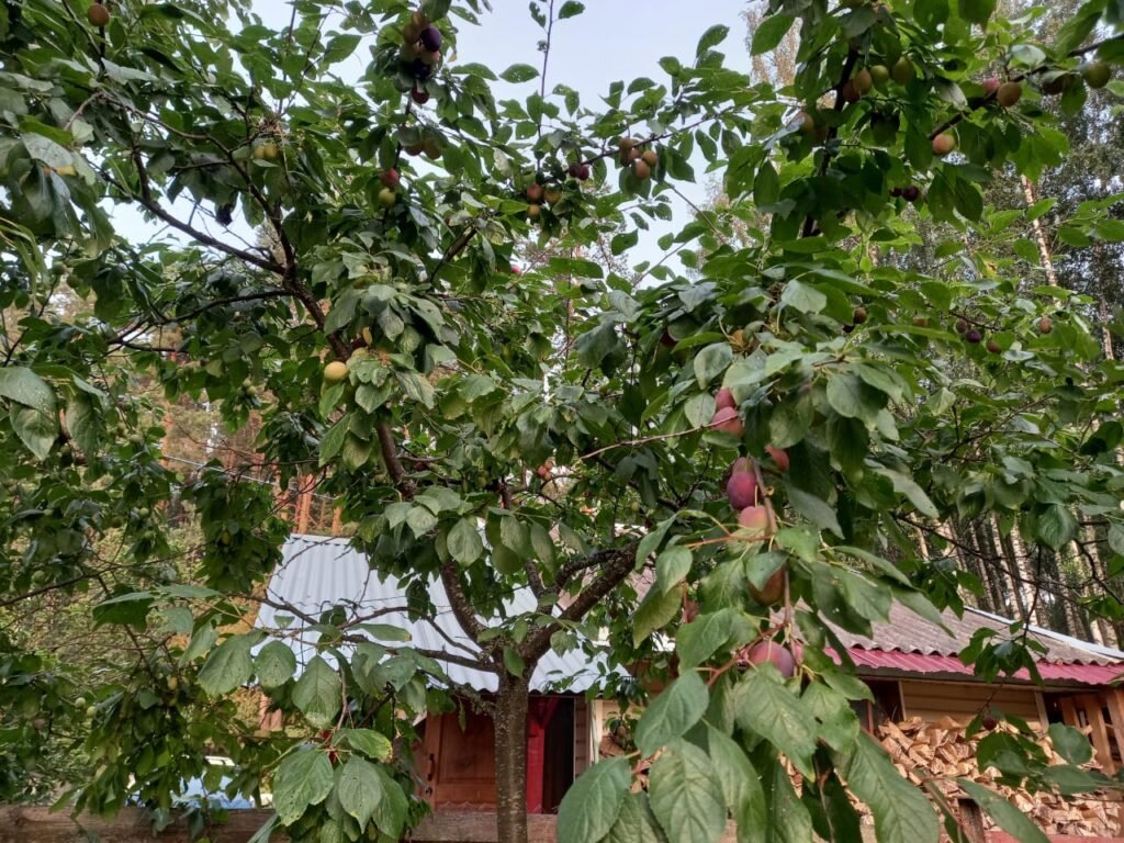 Молодые и сильные побеги, которые находятся в вертикальной позиции ближе к центральной оси, дают новый активный прирост.