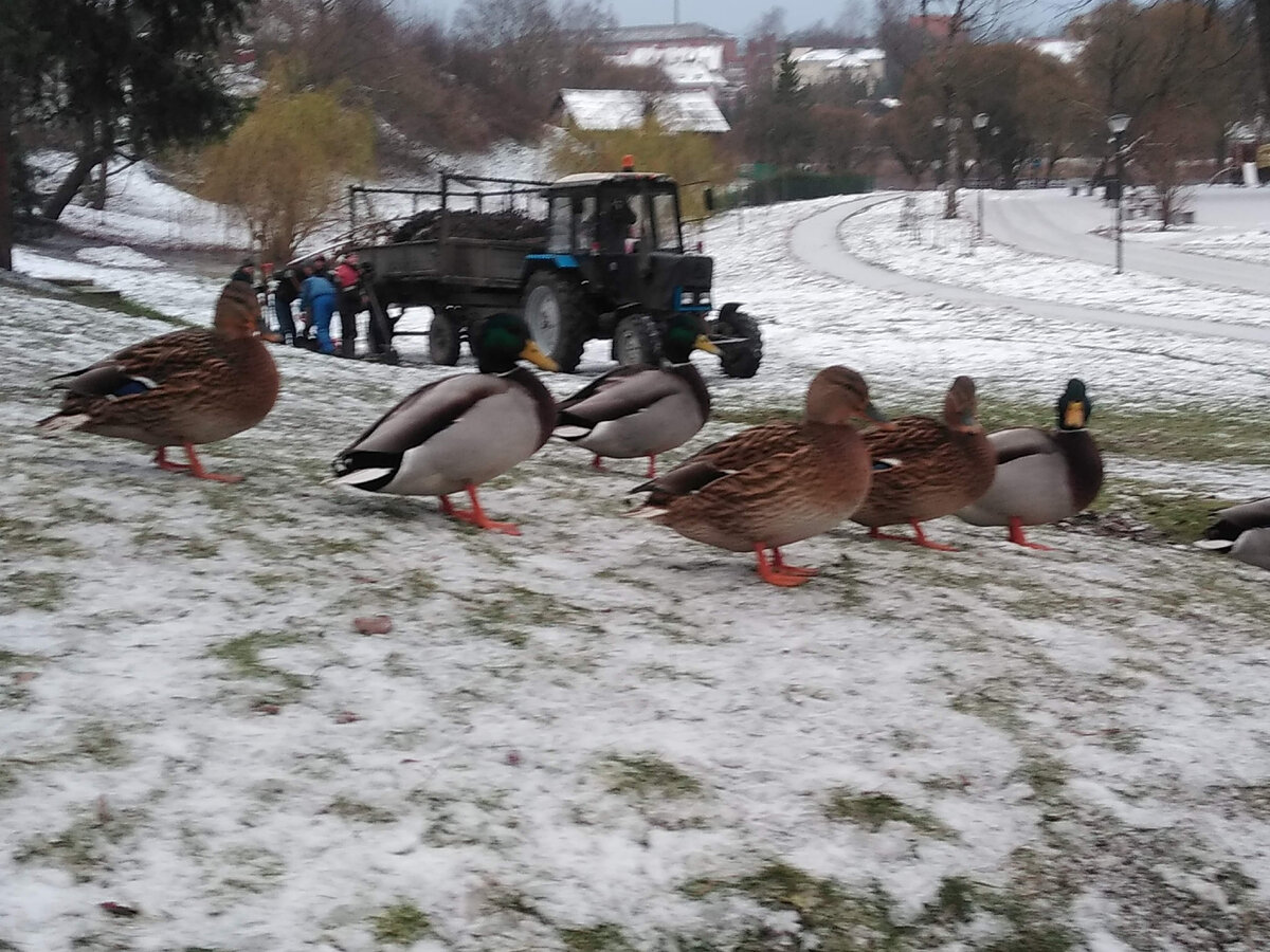 Только с утками проблем нет. На любом городском водоеме живут 