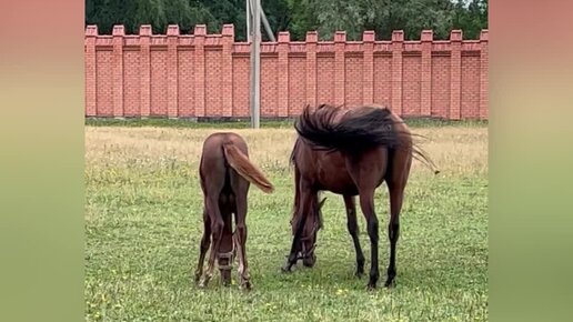 Принудительное 