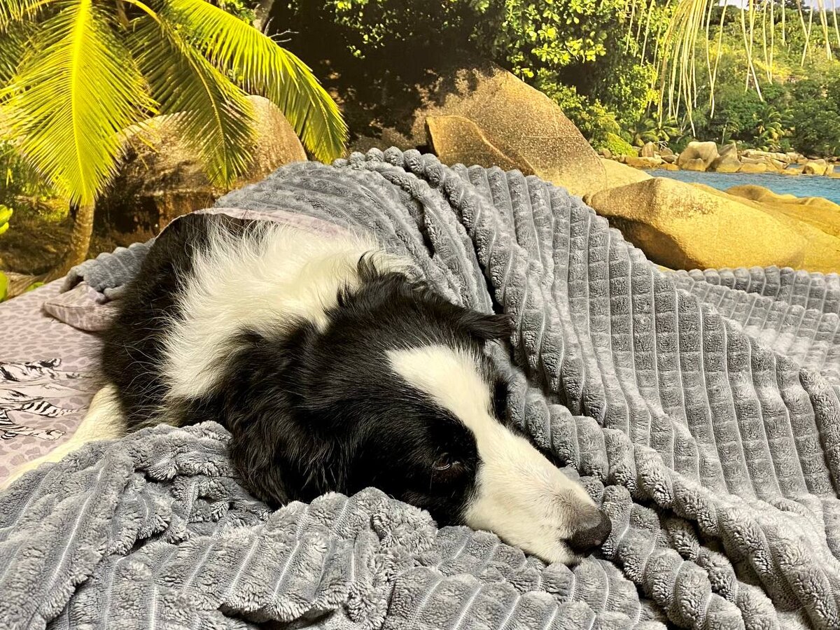 Спит усталая собачка