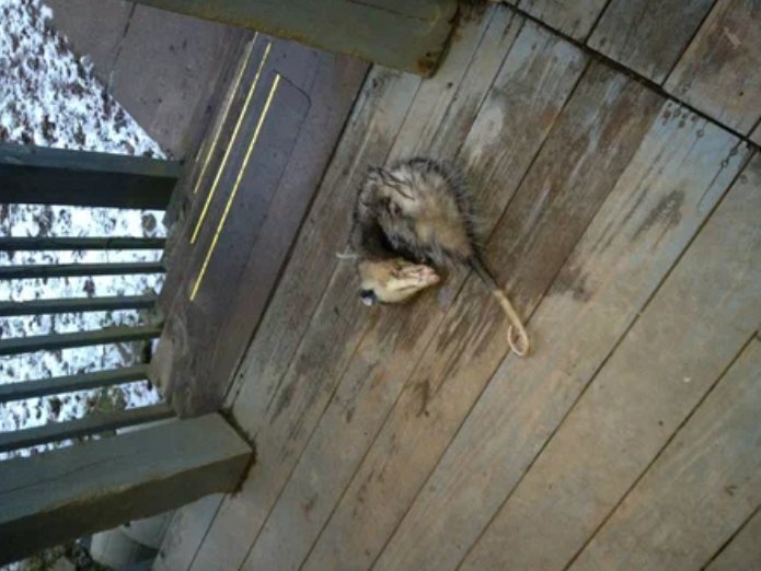 Житель Соединенных Штатов Америки встретил небольшого зверька, который не подавал никаких признаков жизни, поэтому подумал, что животное погибло. С виду этот зверек был похож на большую пушистую крысу.