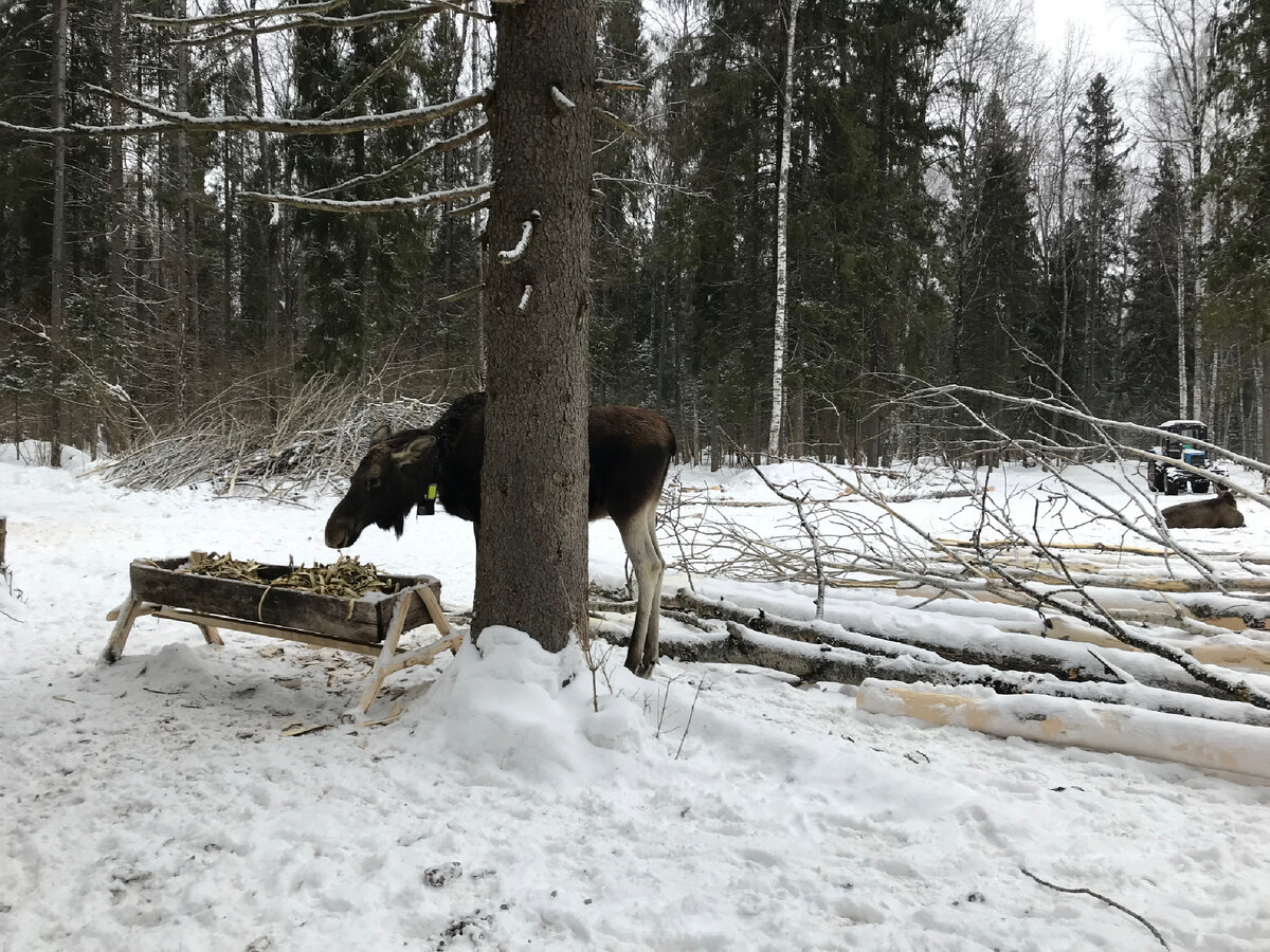 Лосиху, зовут Ария
