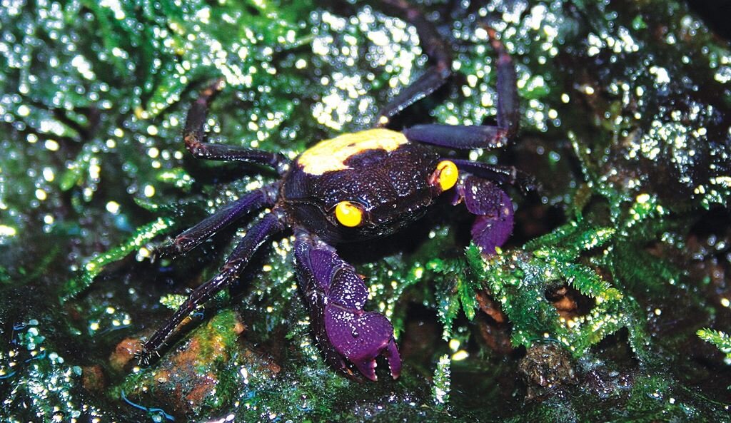 Geosesarma bicolor (фото из интернета)
