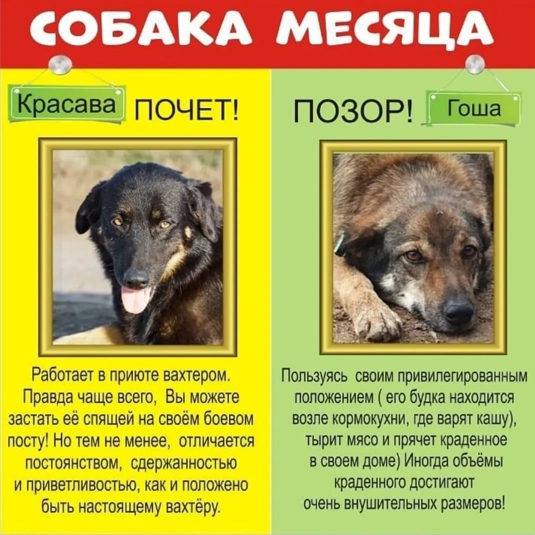 оба ждут своих хозяев