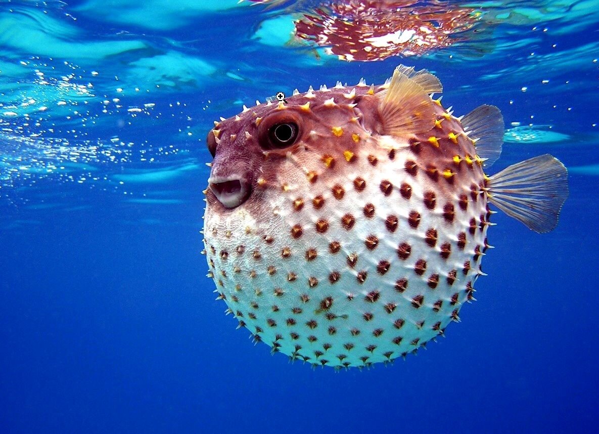 Опасность и деликатес для человека в одном шарике