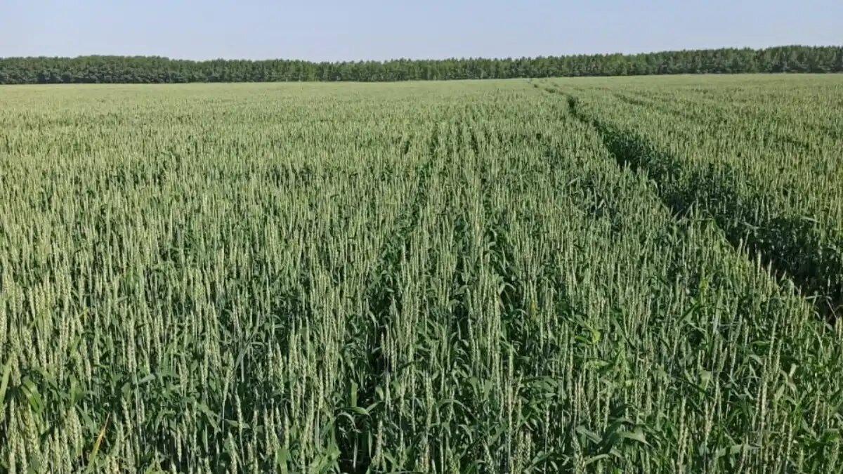 Фото:glavagronom.ru Новый сорт яровой пшеницы селекции СибНИИРС передан на испытания.