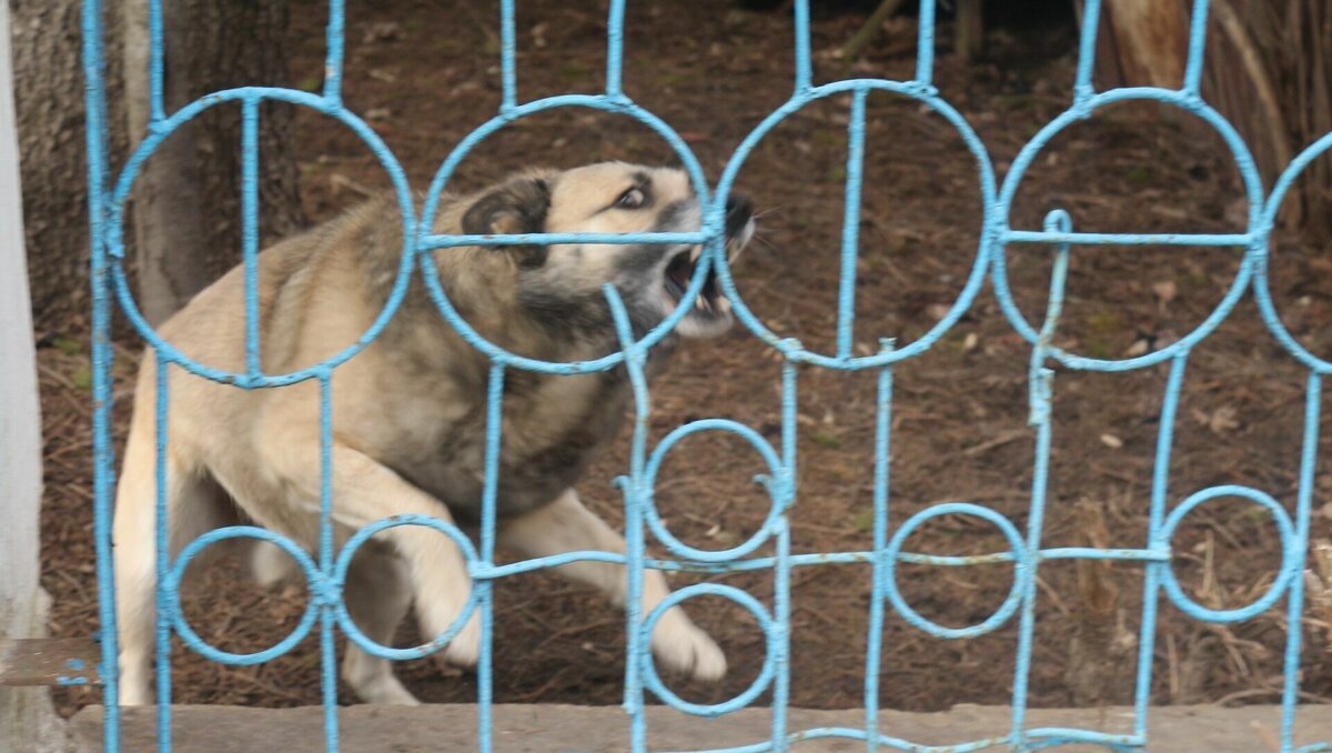     В Михайловске Ставропольского края агрессивные собаки набросились на ребенка и покусали его, сообщила его родственница корреспонденту NewsTracker.