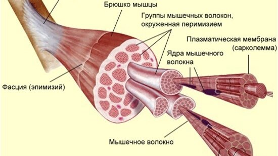 Рост мышечного волокна. Строение мышечного волокна сарколемма. Сарколемма мышечного волокна это. Строение мышечного волокна рисунок. Строение миофибриллы мышечного волокна.