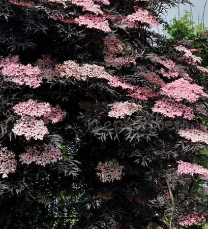 фото из открытых источников  интернет