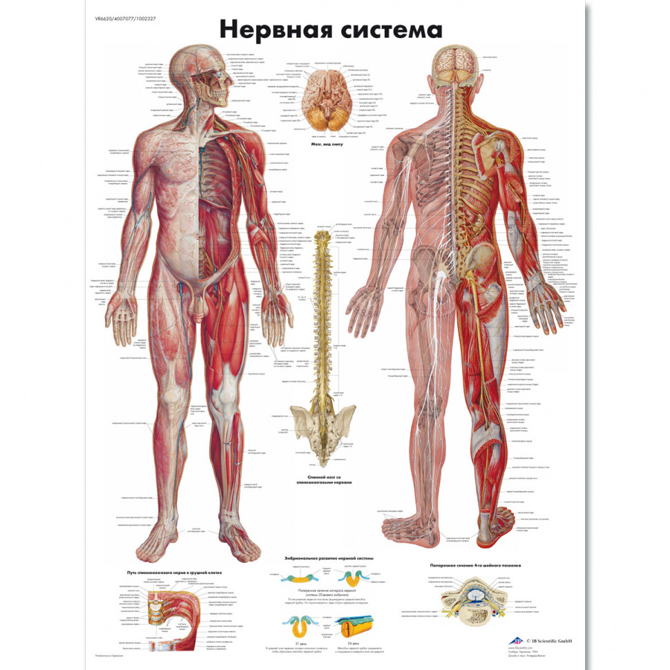 Диагностика организма. Ответы от самого тела про внутренние органы. |  Здоровы и Счастливы | Дзен