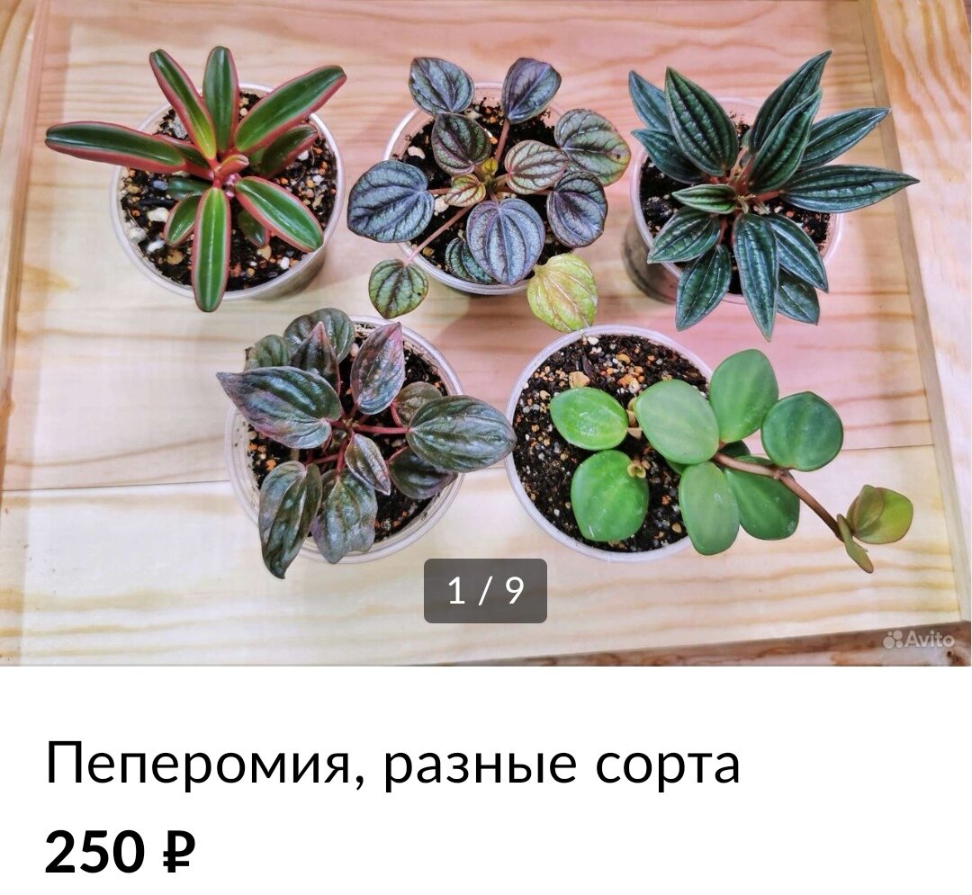 На днях выложила на Авито много растений. В конце зимы они всегда очень хорошо продаются: люди начинают скучать по зелени, у коллекционеров и вовсе ломка, а по почте заказывать еще рано.  