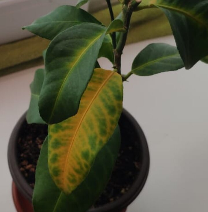 Нехватка бора