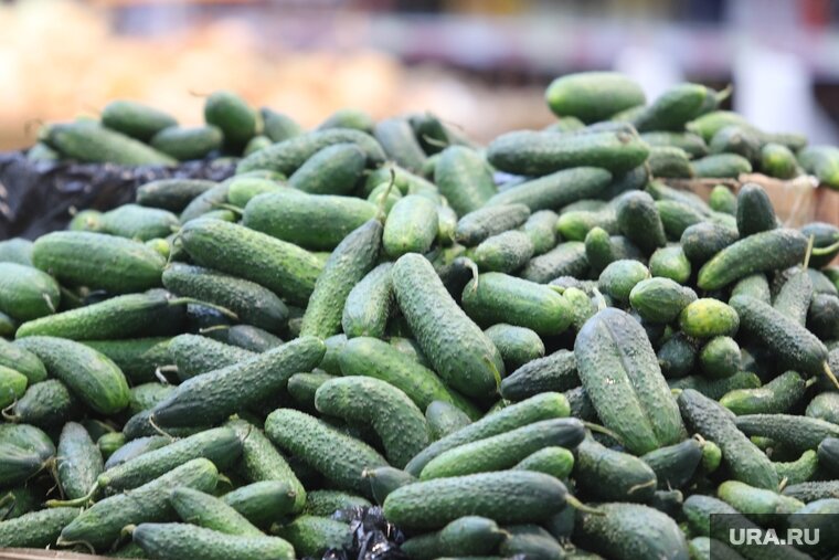    Свежие огурцы сильно выросли в цене и стали предметом спора пермяков