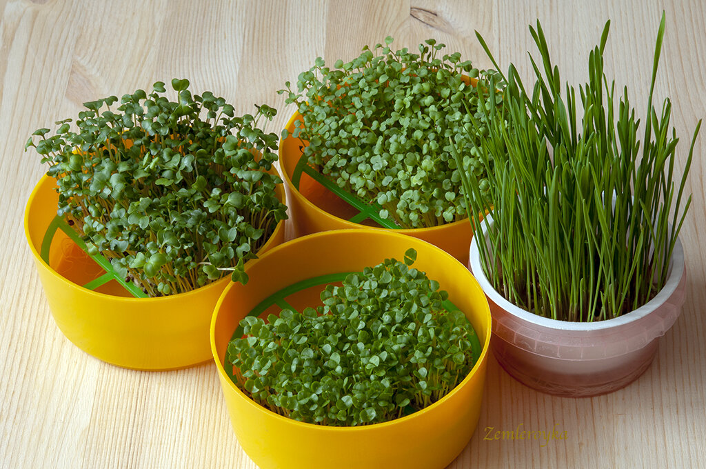    Микрозелень