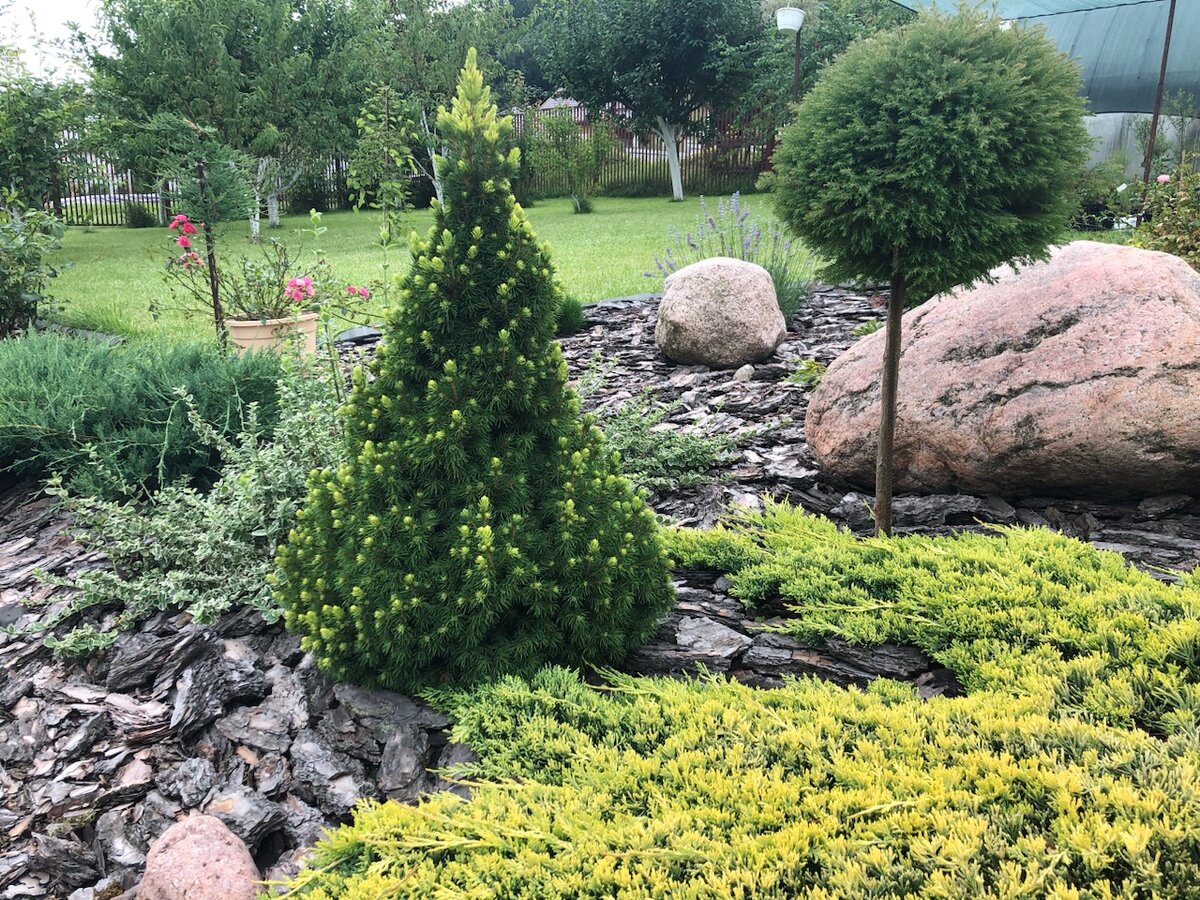 По центру канадская ель Рэйндбоуз энд 