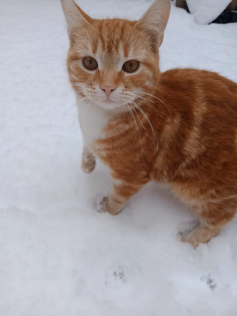 Симба 9-10 месяцев. Впервые увидел снег.