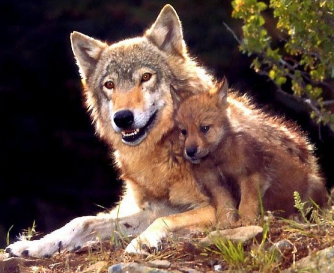 Волк детям о животных. Волк волчица и Волчонок. Волчонок Волков. Волчица с волчатами. Волк с волчатами.