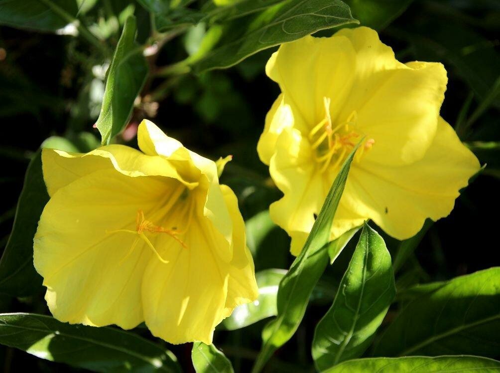 Энотера миссурийская