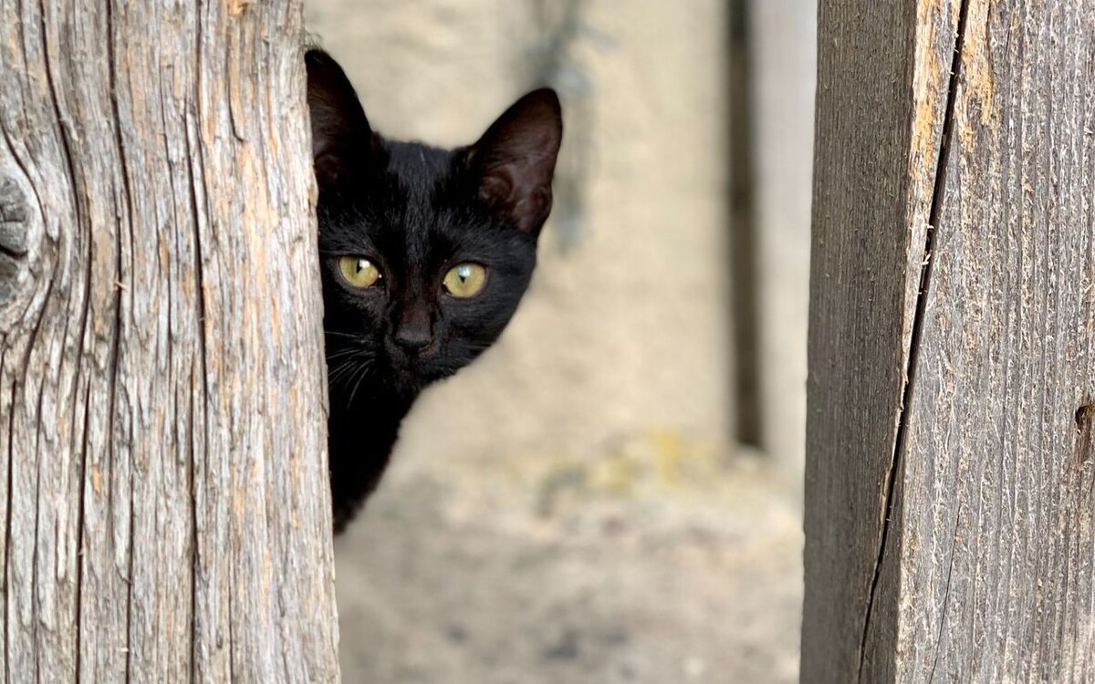 Черный кот - действительно ли он приносит несчастье? | Кошкин клуб | Дзен