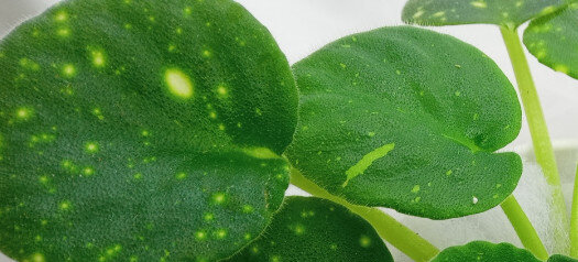 фото из сети