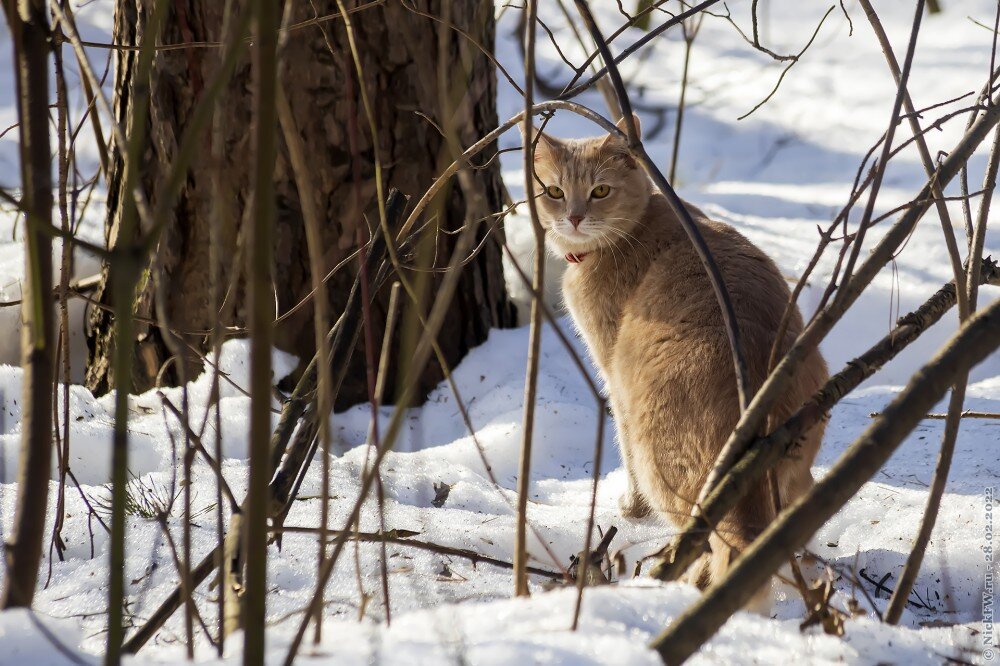 1. Котик в зимнем лесу... © NickFW.ru — 28.02.2022г.