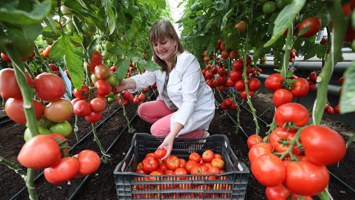      Фото: ИЗВЕСТИЯ/Дмитрий Коротаев