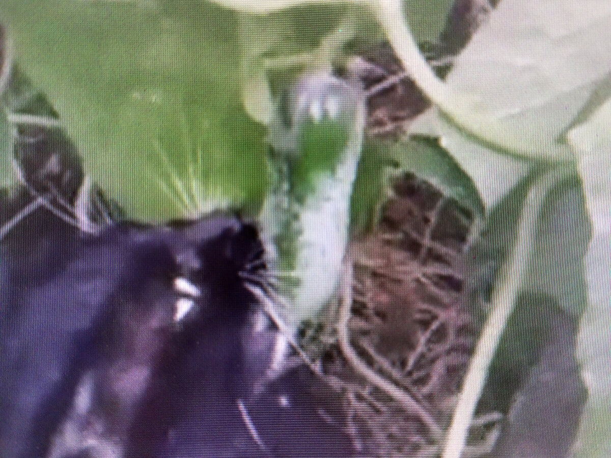 Фото из инета