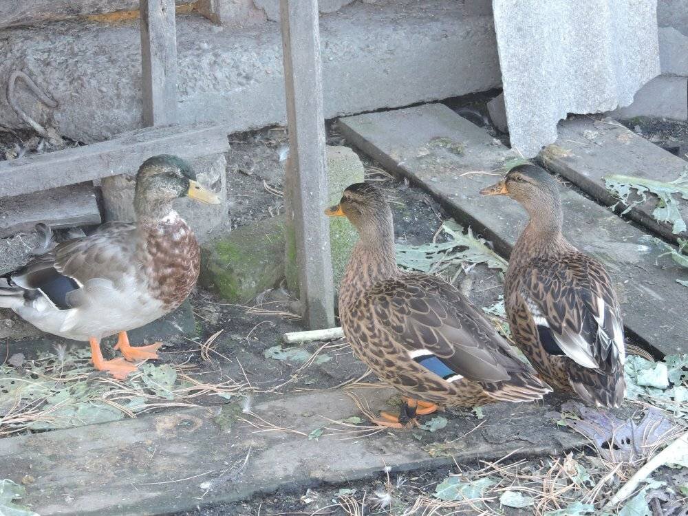 Вольер для диких уток. Заводчики подсадных уток. Подсадные белогрудые утки. Чубарые утки. Подсадные породы уток.