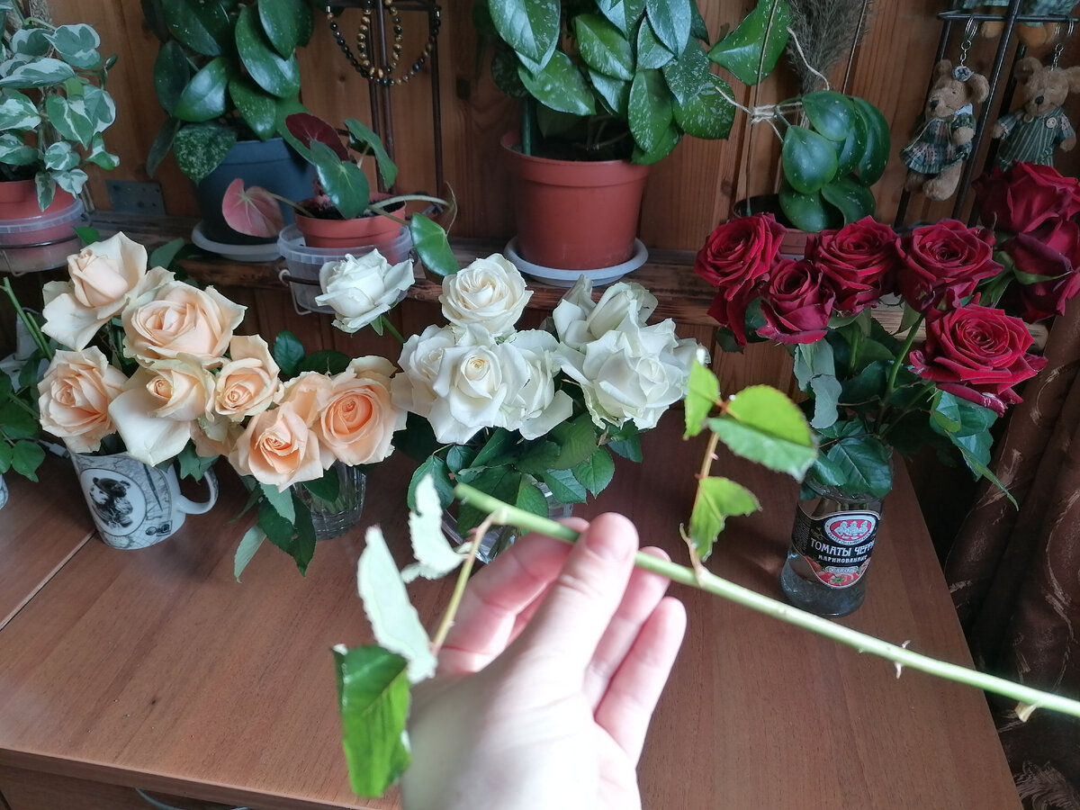 Отрезала от роз нижние части ствола. Фото автора @Маша Генералова